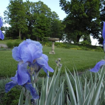 06202008_Garden5_Noerenberg_Three Rivers Irises bloom a dark periwinkle on Noerenberg's grounds.