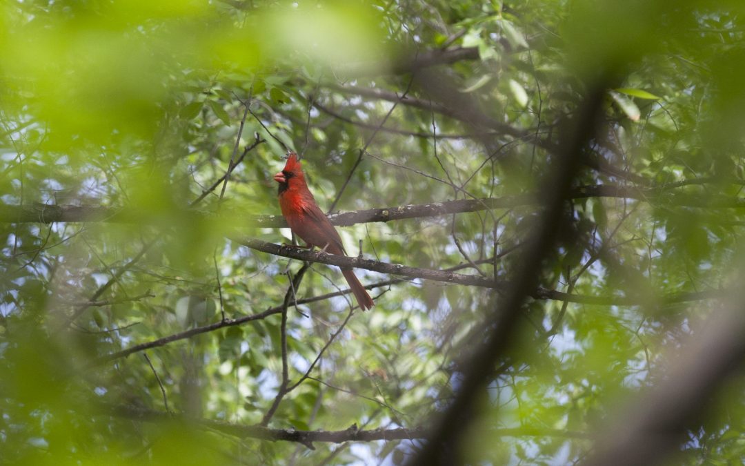 Best Birding Locations in the Twin Cities