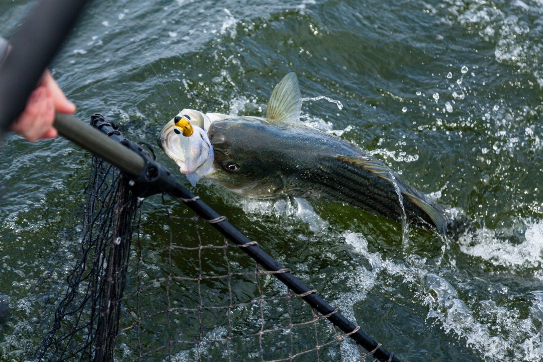 Bass Fishing. Image by <a href=oaqs6x.html target="_blank">Steve Droter/Chesapeake Bay Program/flickr</a>