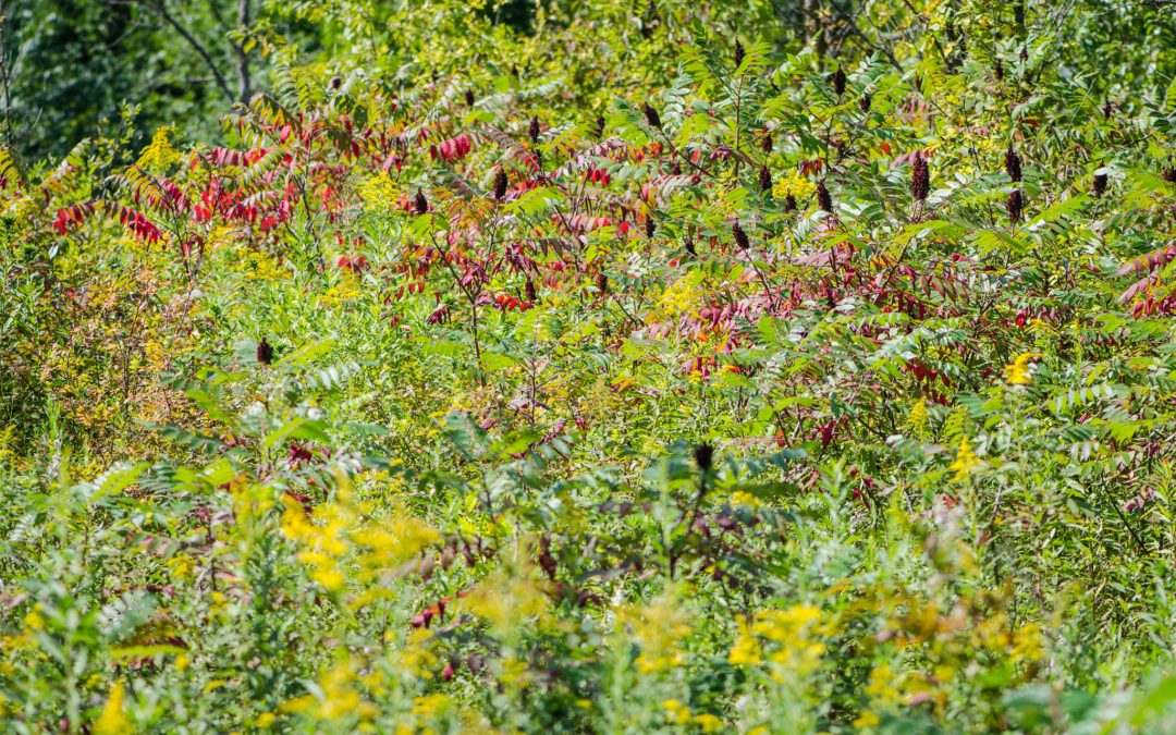 Elm Creek Park Reserve