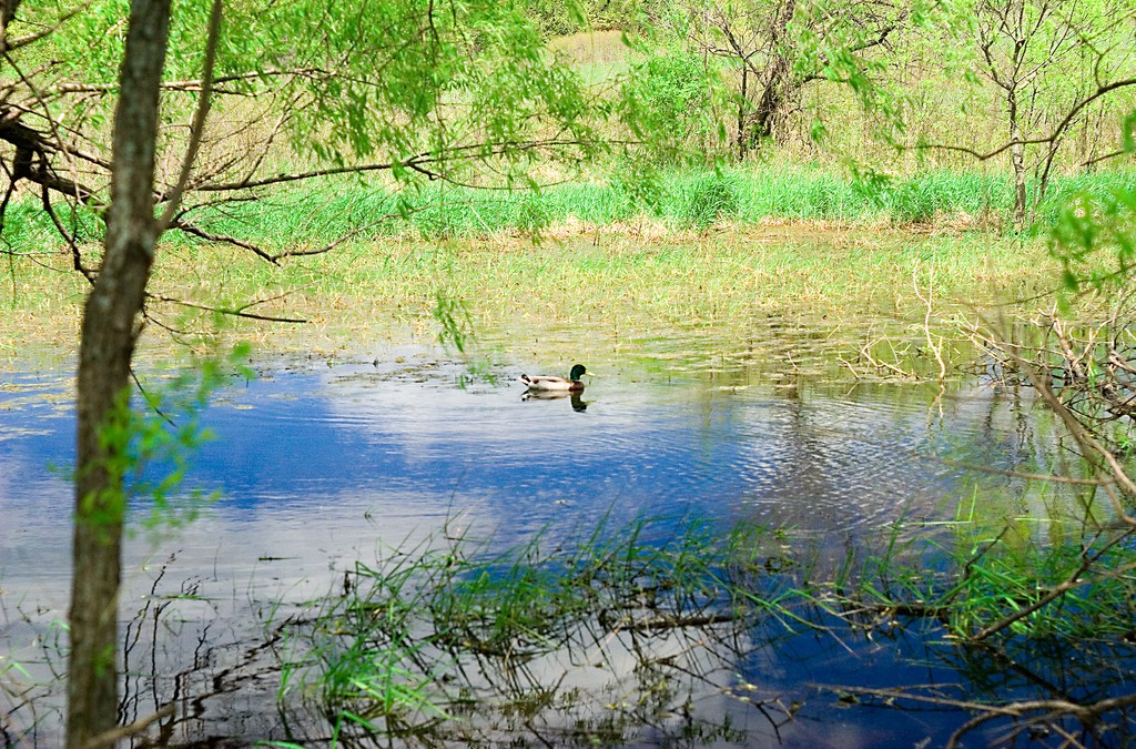 Hyland Lake Park Reserve