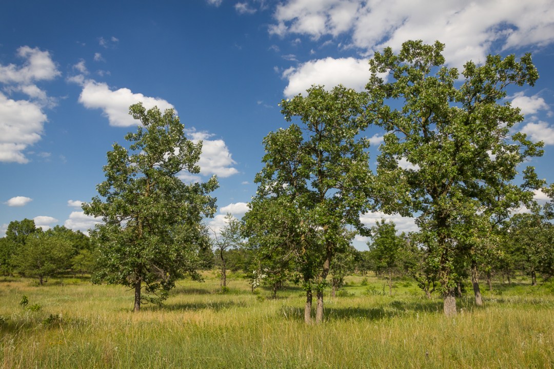 Oak Trees Photo by <a href=index-308.html https://flic.kr/p/Jfsjs9" target="_blank">Brett Whaley/flickr</a>