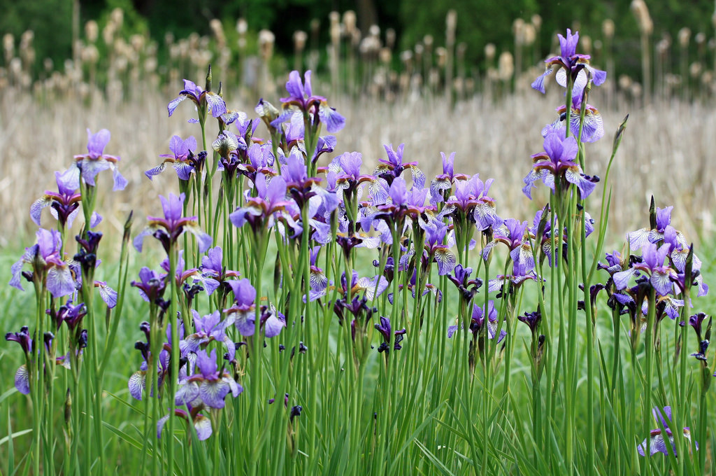 University of Minnesota Landscape Arboretum