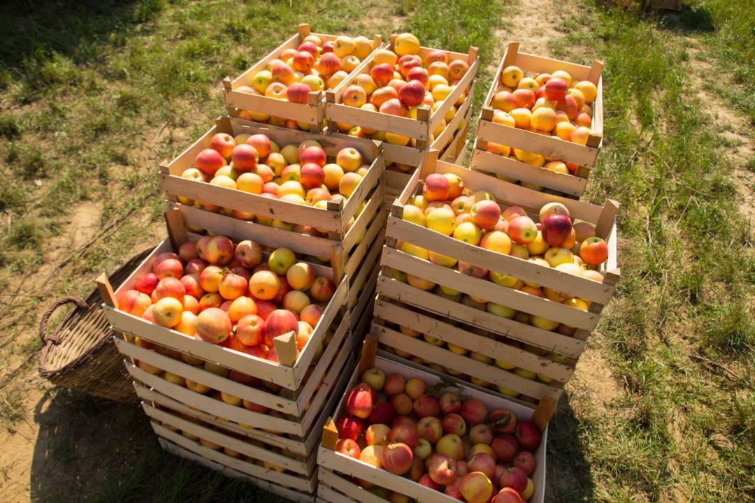 apples in a basket at an orchard