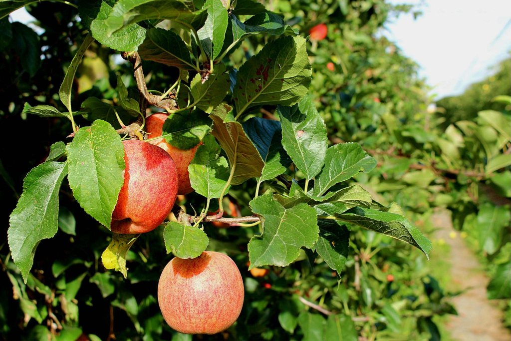 Closeup of apples on a tree in an orchard.