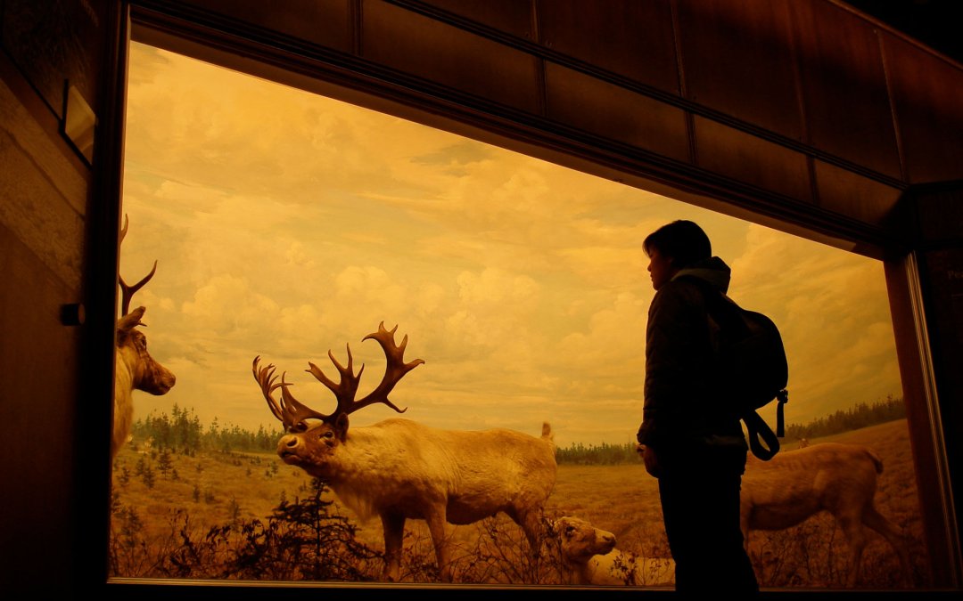 Bell Museum of Natural History