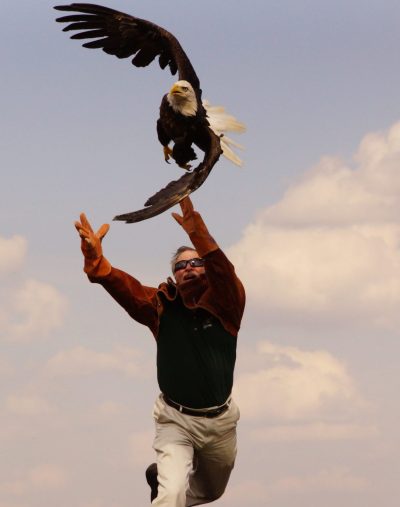 Dr. Patrick Redig leans forward to thrust the bald eagle into the air as the bird spreads its wings, twisting to catch the draft.