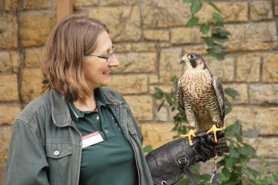 Gail Buhl stands with a peregrine falcon perched on her arm. 