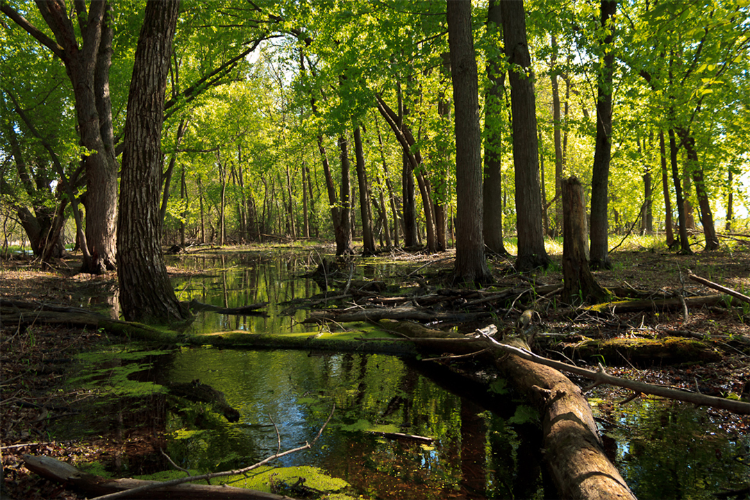 A swamp in Elm Creek Park Reserve in Maple Grove, Minnesota.