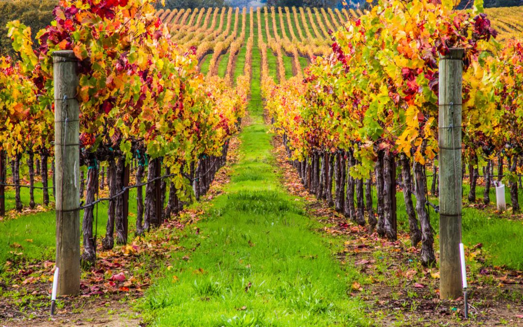 Winery Day Trips to Take this Fall