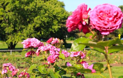 Photo of pink roses at Lyndale Park Rose Garden. 