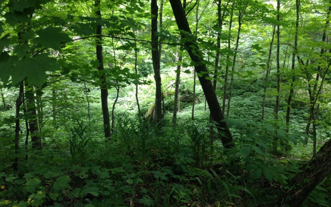 Nerstrand Big Woods State Park