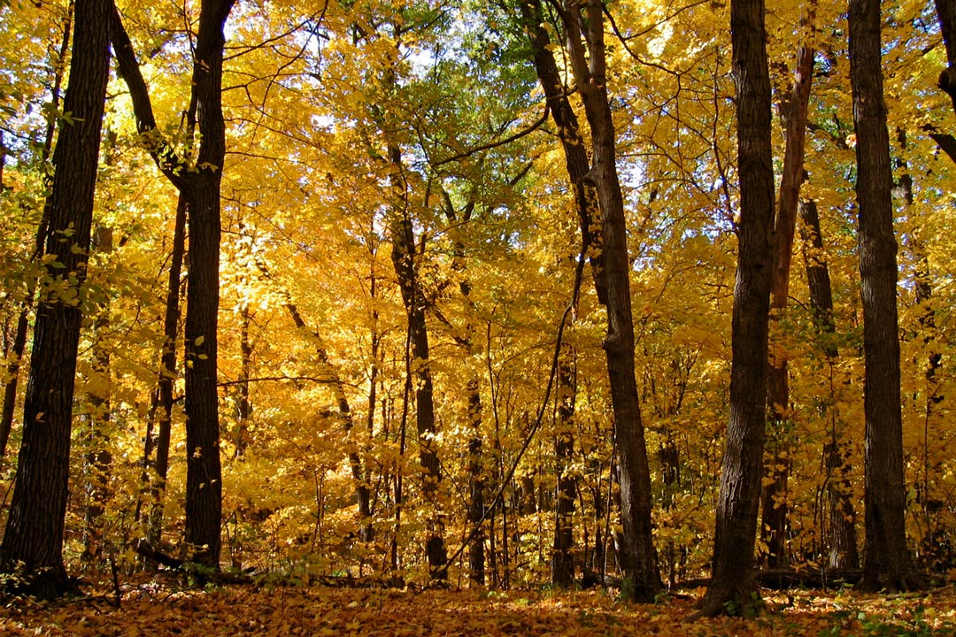 A collection of trees with fall colors at the Minnesota Landscape Arboretum.