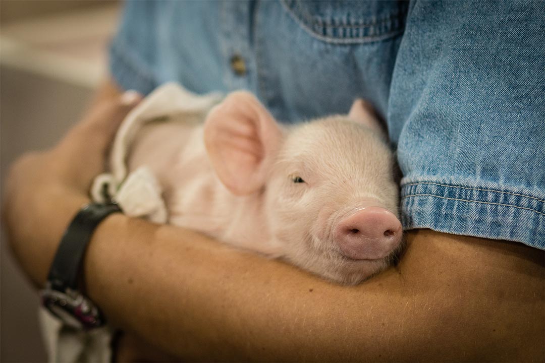 A piglet at the Minnesota State Fair.