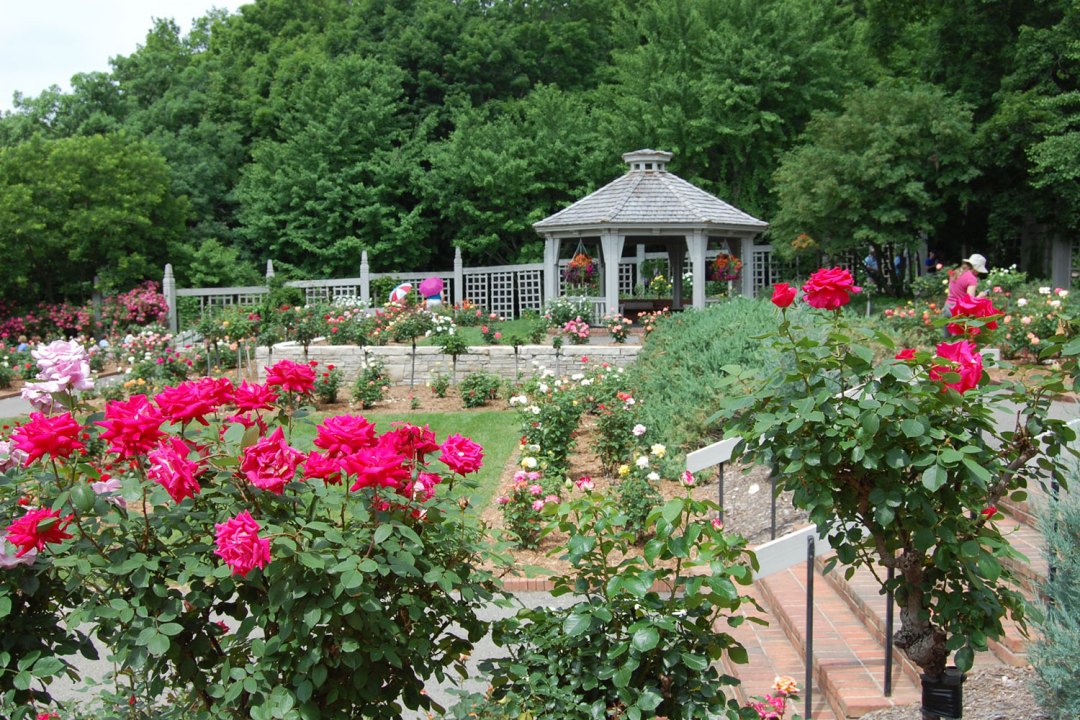 Wilson Rose Garden at the Arboretum. Image by <a href=index-809.html target="_blank">Minnesota Landscape Arboretum</a>