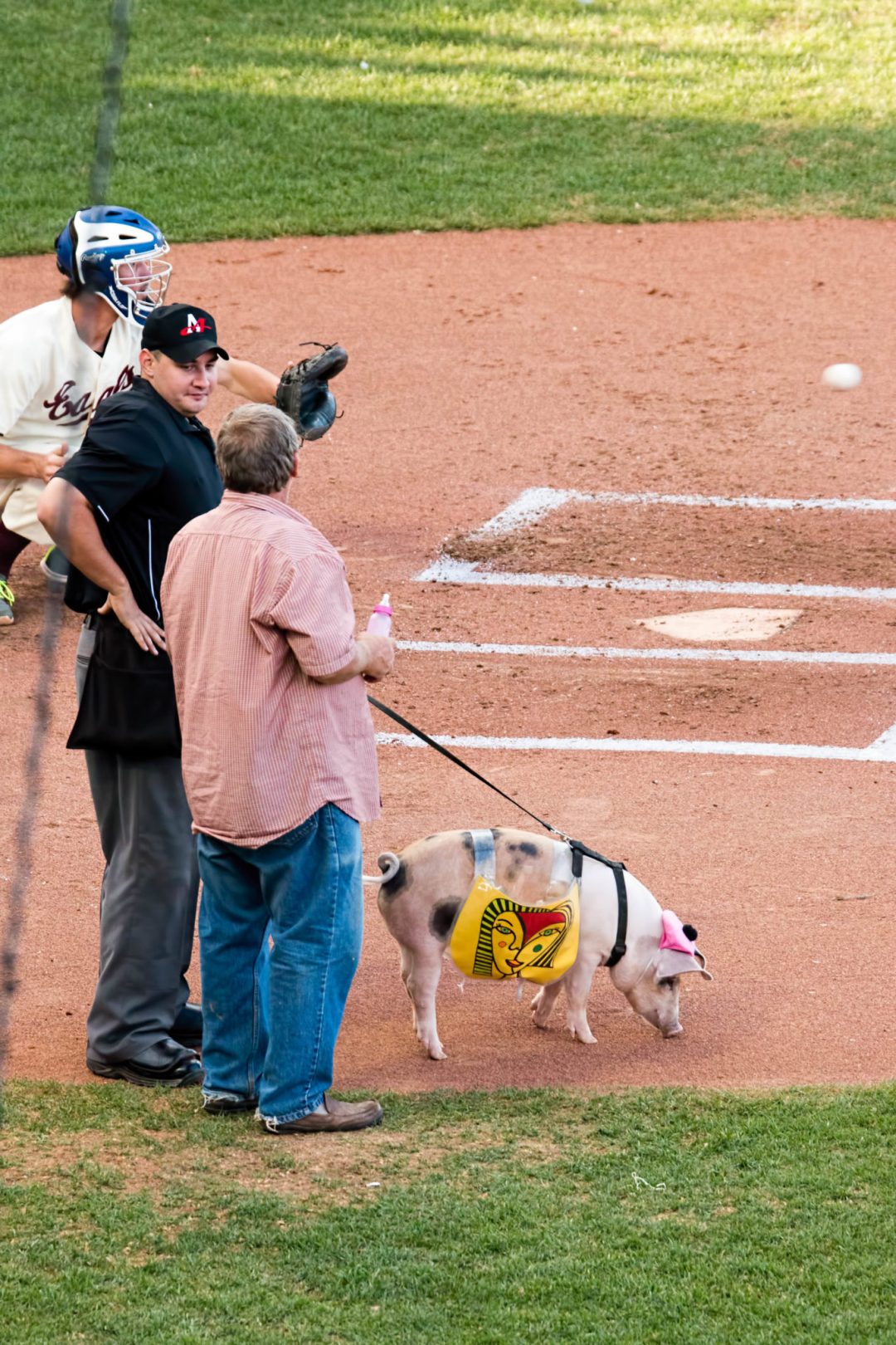 St. Paul Saints' Mascot. Image by <a href=w3jgc4.html target="_blank">evilfoo/flickr</a>