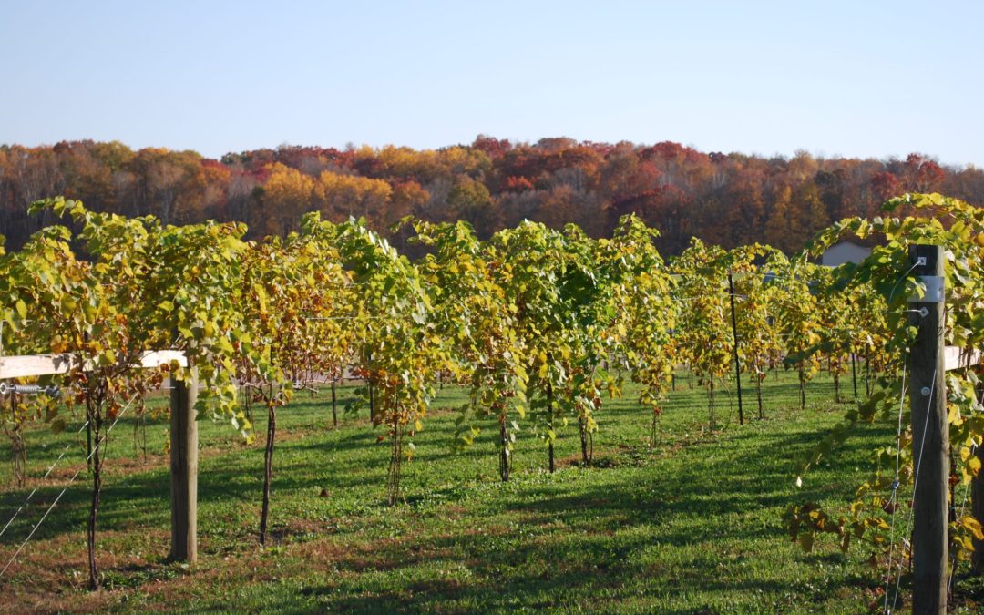 Taylors Falls Winery Tour