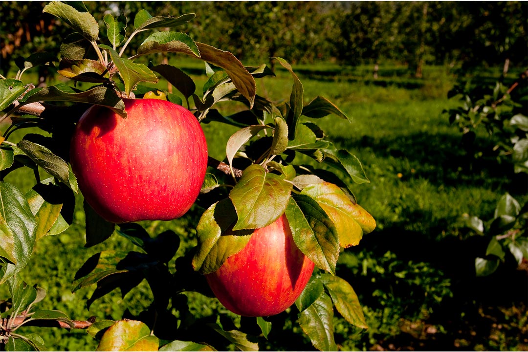 Honeycrisp apples hanging on a tree.